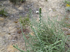 Olearia lanuginosa