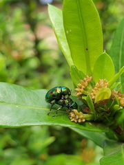 Dermorhytis kandyensis