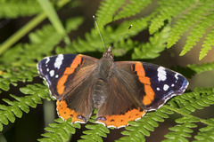 Vanessa atalanta