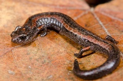 California Slender Salamander photo 1