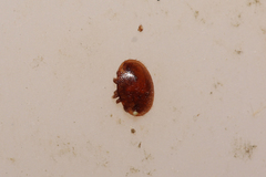 Varroa destructor
