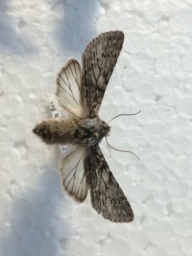 chochlatka brestová (Dicranura ulmi)