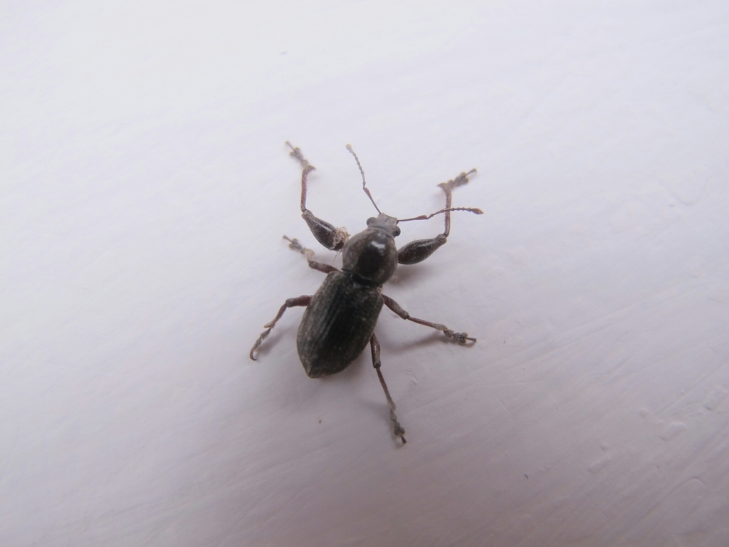 Galapaganus