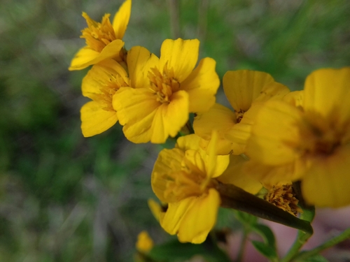 Tagetes lucida