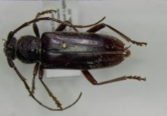 Elaphidion linsleyi