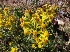 Senecio ovatus alpestris