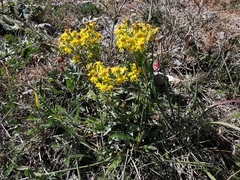 Senecio ovatus alpestris
