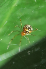 Theridion zonulatum