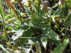 Senecio ovatus alpestris