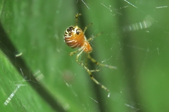 Theridion zonulatum