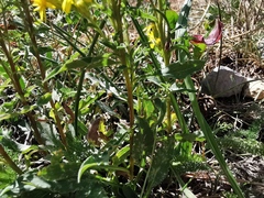 Senecio ovatus alpestris