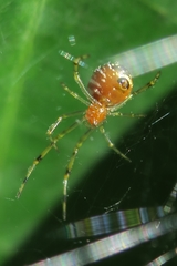 Theridion zonulatum