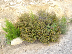 Pultenaea densifolia