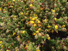 Pultenaea densifolia