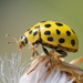 22-spot Ladybird - Photo (c) Bernard Noguès, some rights reserved (CC BY-NC), uploaded by Bernard Noguès