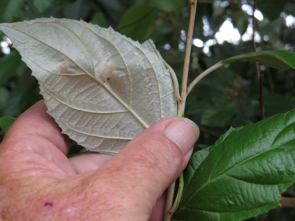 Argophyllum jagonis