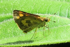 Taractrocera archias