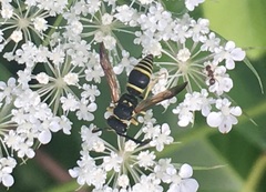 Ancistrocerus adiabatus