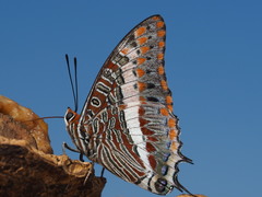 Charaxes saturnus