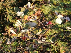 Aria umbellata