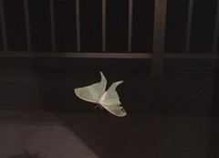 Actias aliena
