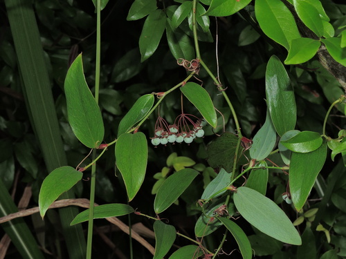 Smilax elongatoumbellata (Smilax elongatoumbellata)