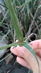 Cyperus malaccensis monophyllus