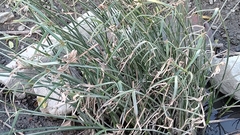 Cyperus malaccensis monophyllus