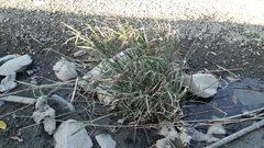 Cyperus malaccensis monophyllus