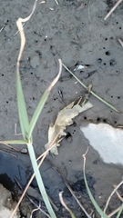 Cyperus malaccensis monophyllus