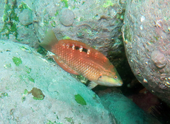 Pseudolabrus luculentus