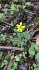 Ranunculus plebeius