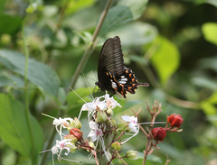 Papilio polytes