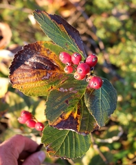 Aria umbellata