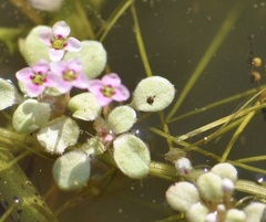 Crassula natans natans