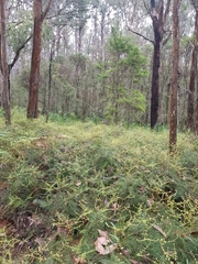 Gleichenia microphylla