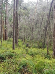 Gleichenia microphylla
