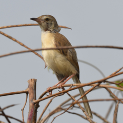 Prinia