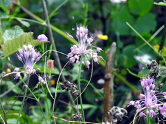 Allium carinatum pulchellum