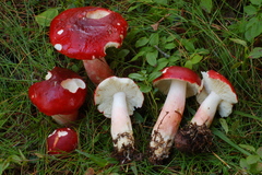 Russula rhodopus