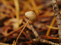 Mycena sanguinolenta