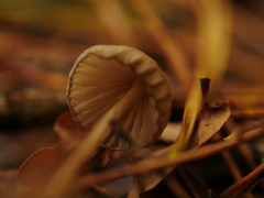Mycena sanguinolenta