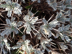 Astragalus tragacantha