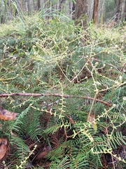 Gleichenia microphylla