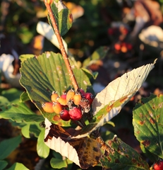 Aria umbellata