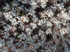 Astragalus tragacantha
