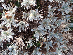 Astragalus tragacantha