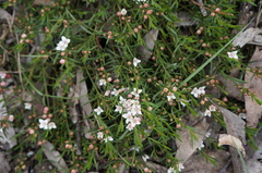 Cyanothamnus