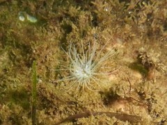 Sagartiogeton undatus