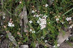 Cyanothamnus